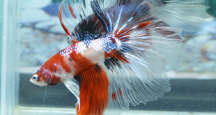 What is eye bulging in betta fish and why is it a concern?