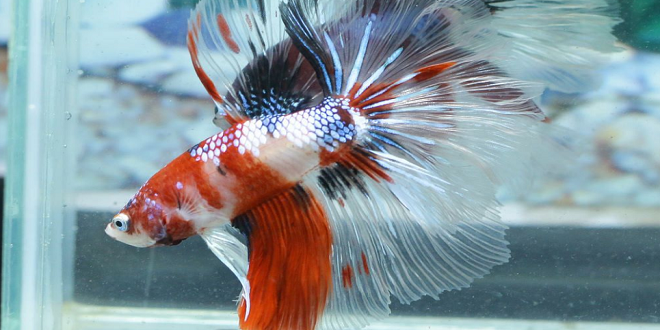 What is eye bulging in betta fish and why is it a concern?